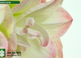 hippeastrum Amadeus Candy (2)